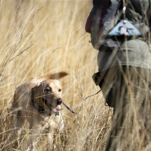 Kili, a historical human remains search dog, is a yellow lab owned by Suzanne Elshult. Here, he pushes through the rye and bunchgrass in a field at Fort Simcoe Historical State Park in search of centuries-old human remains near White Swan, Wash.