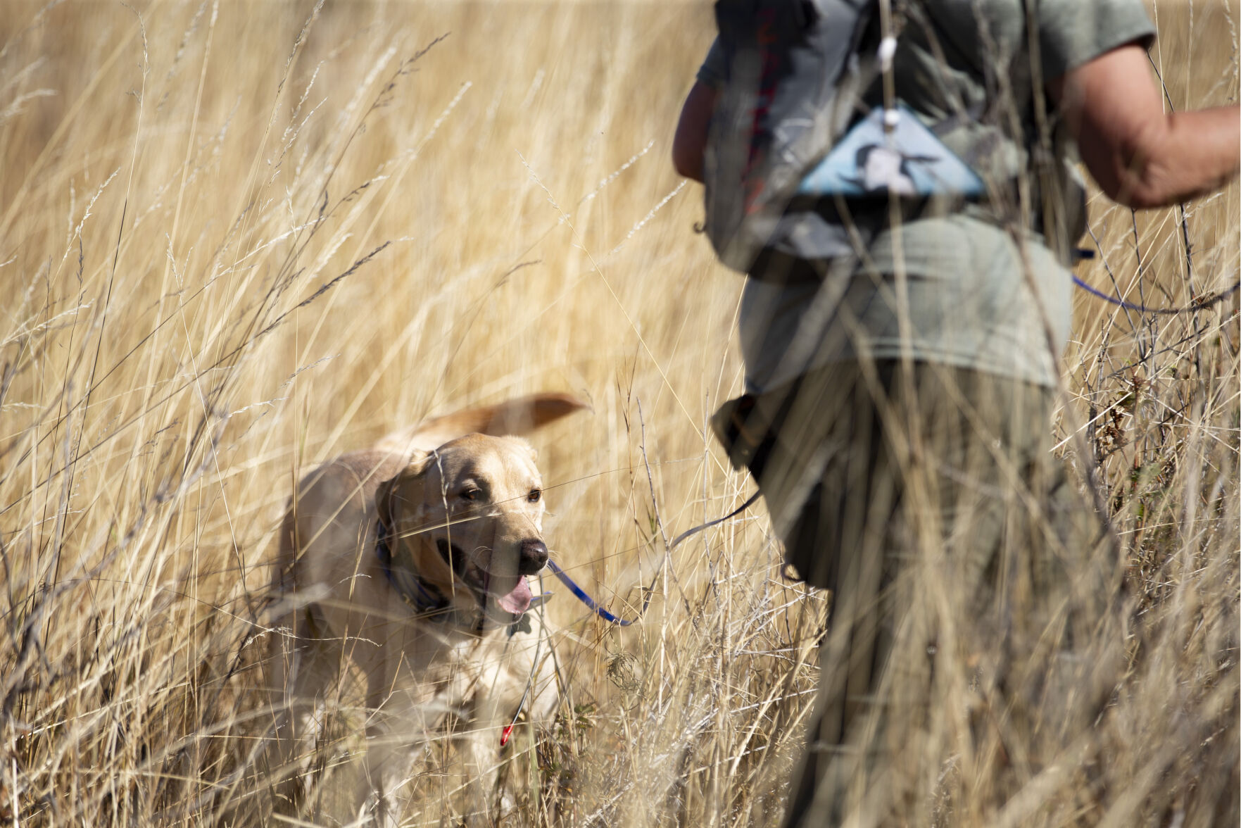 Kili, a historical human remains search dog, is a yellow lab owned by Suzanne Elshult. Here, he pushes through the rye and bunchgrass in a field at Fort Simcoe Historical State Park in search of centuries-old human remains near White Swan, Wash.