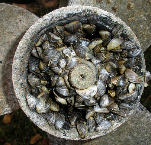 Quagga mussels clog a boat motor. (Credit: The Government of Alberta, Flickr Creative Commons)