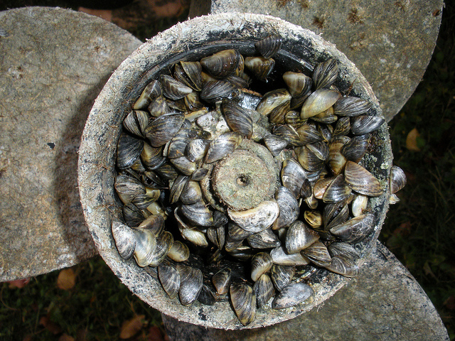 Quagga mussels clog a boat motor. (Credit: The Government of Alberta, Flickr Creative Commons)