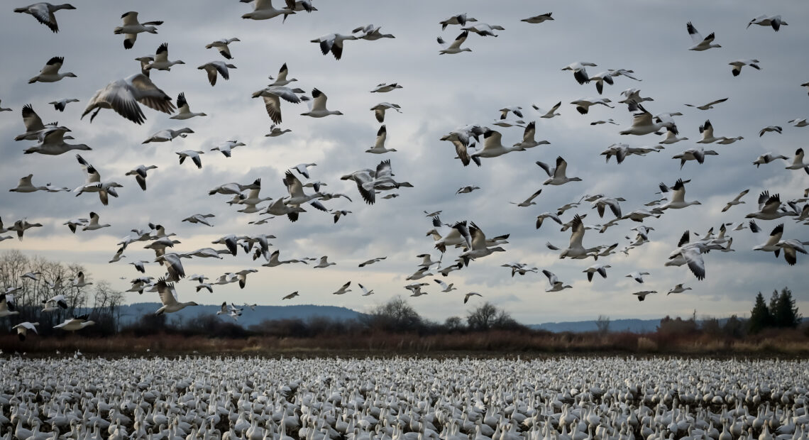 Snow geese flocking and flying at Fir Island in Skagit County. (Courtesy: Washington State Department of Fish and Wildlife.)