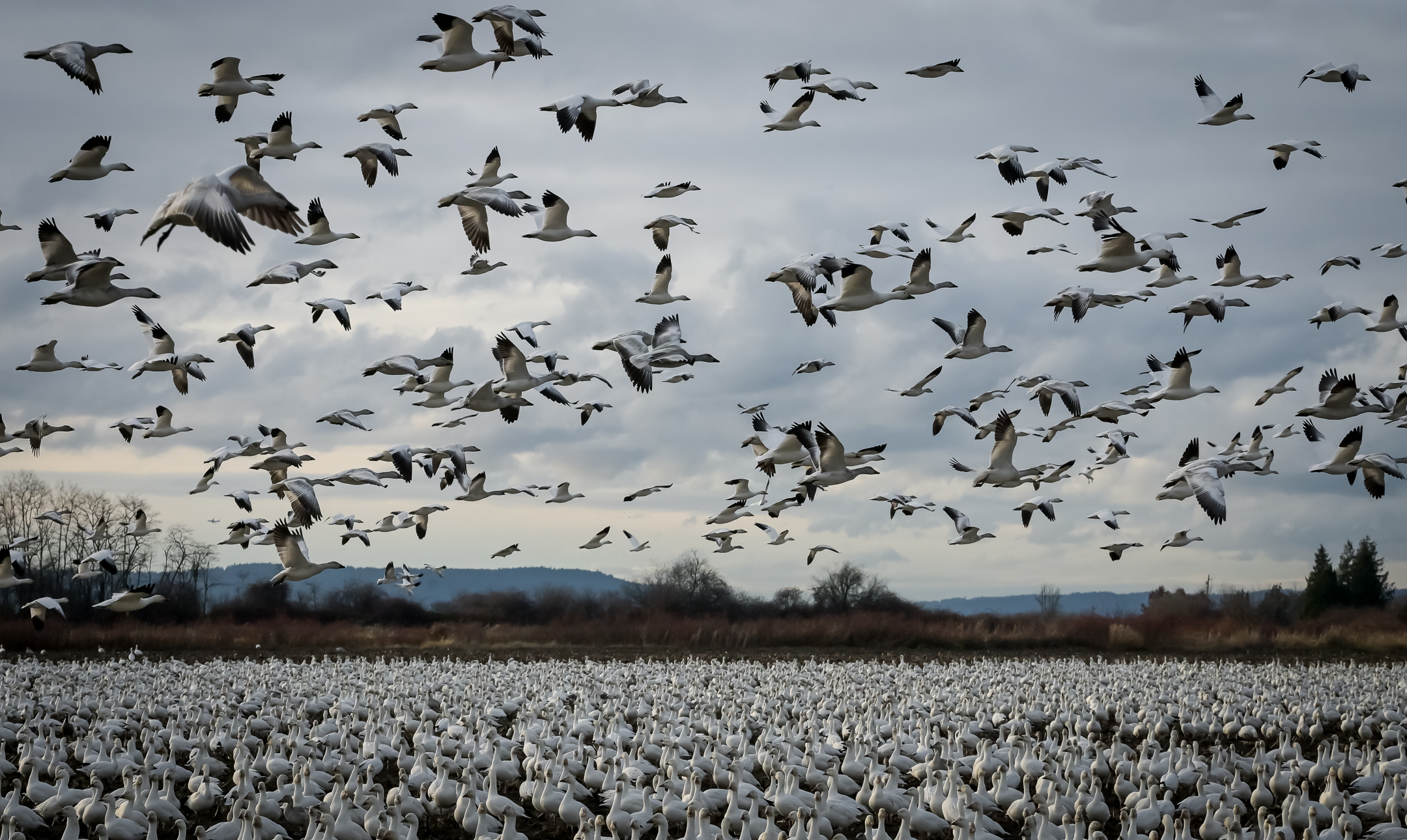 Snow geese flocking and flying at Fir Island in Skagit County. (Courtesy: Washington State Department of Fish and Wildlife.)