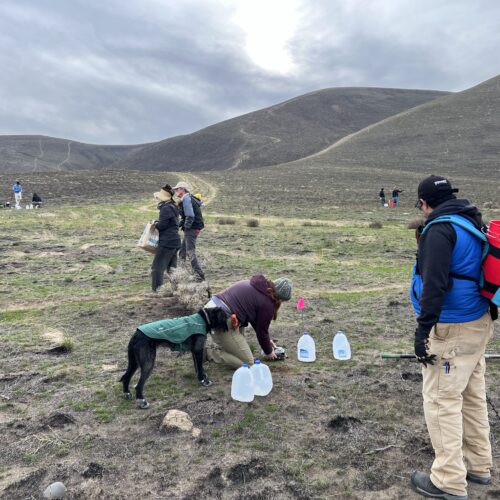 Volunteers with the Columbia Basin chapter of Washington's Native Plant Society met up at a local hiking hotspot in southeastern Washington on a cold November afternoon to replant sagebrush tubelings and scatter seeds on a small section of a burn scar. (Credit: Courtney Flatt / Northwest News Network)