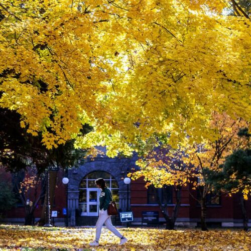 A person walks across the Lewis-Clark State College campus under a golden canopy of fall leaves Nov. 13 in Lewiston. (Courtesy: August Frank / Lewiston Tribune)