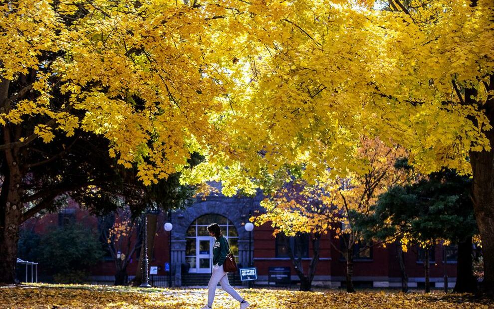A person walks across the Lewis-Clark State College campus under a golden canopy of fall leaves Nov. 13 in Lewiston. (Courtesy: August Frank / Lewiston Tribune)