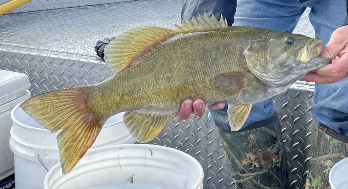 Smallmouth bass are good indicators of methylmercury exposure to humans and wildlife because they are a common, popular sport fish and eat a variety of food during their lifetime. (Credit: David Meyer / Idaho Power Company)