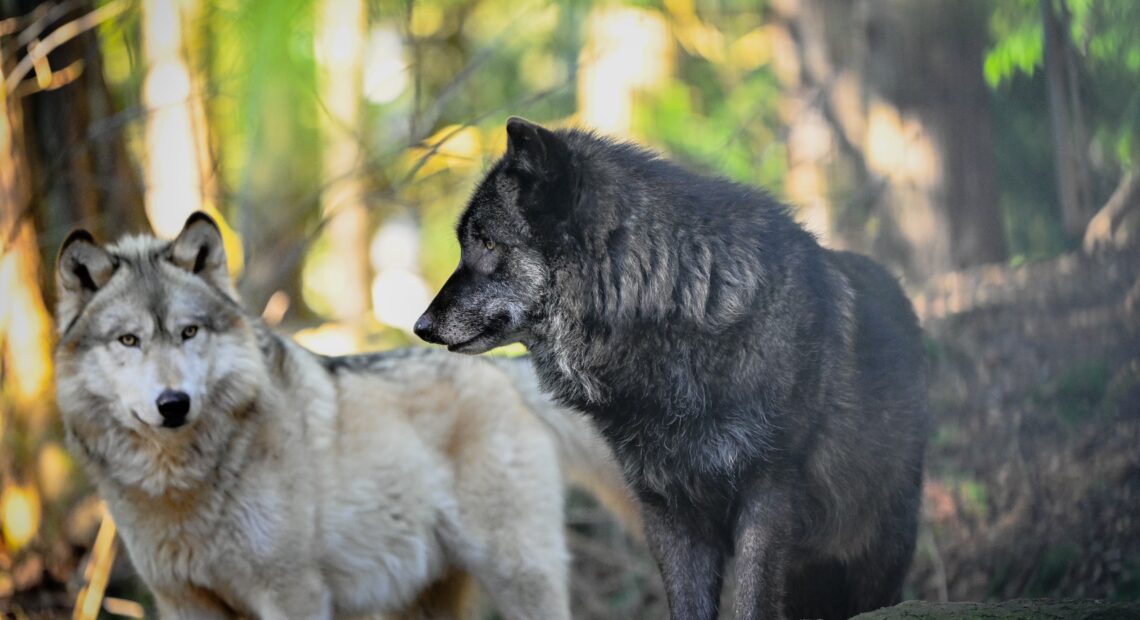 Two canids at the Predators of the Heart facility in Anacortes. The organization now goes by Because We Matter Exotic Animal Rescue. (Courtesy: Debbie Sodl / Because We Matter Exotic Animal Rescue)