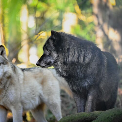 Two canids at the Predators of the Heart facility in Anacortes. The organization now goes by Because We Matter Exotic Animal Rescue. (Courtesy: Debbie Sodl / Because We Matter Exotic Animal Rescue)