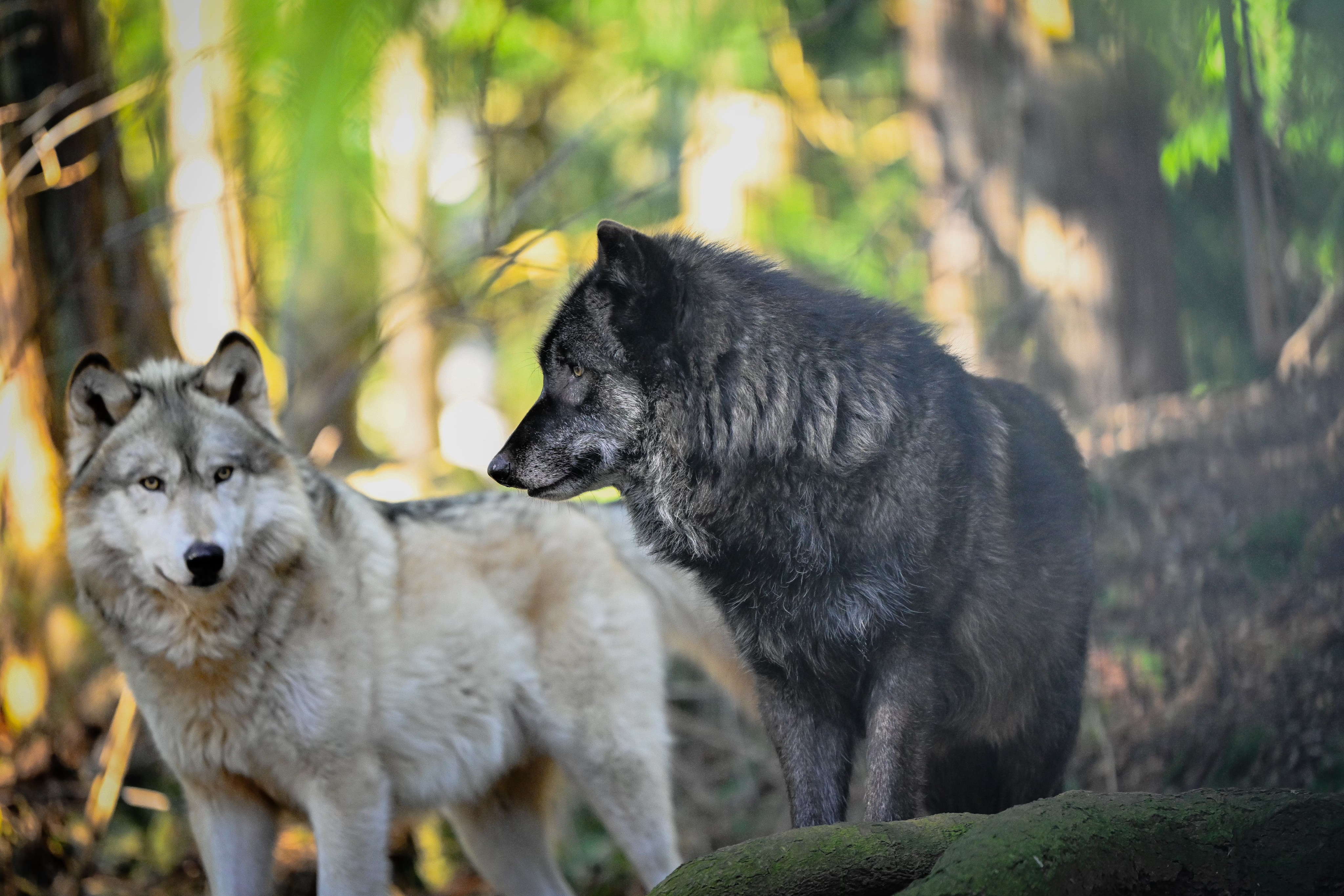 Two canids at the Predators of the Heart facility in Anacortes. The organization now goes by Because We Matter Exotic Animal Rescue. (Courtesy: Debbie Sodl / Because We Matter Exotic Animal Rescue)