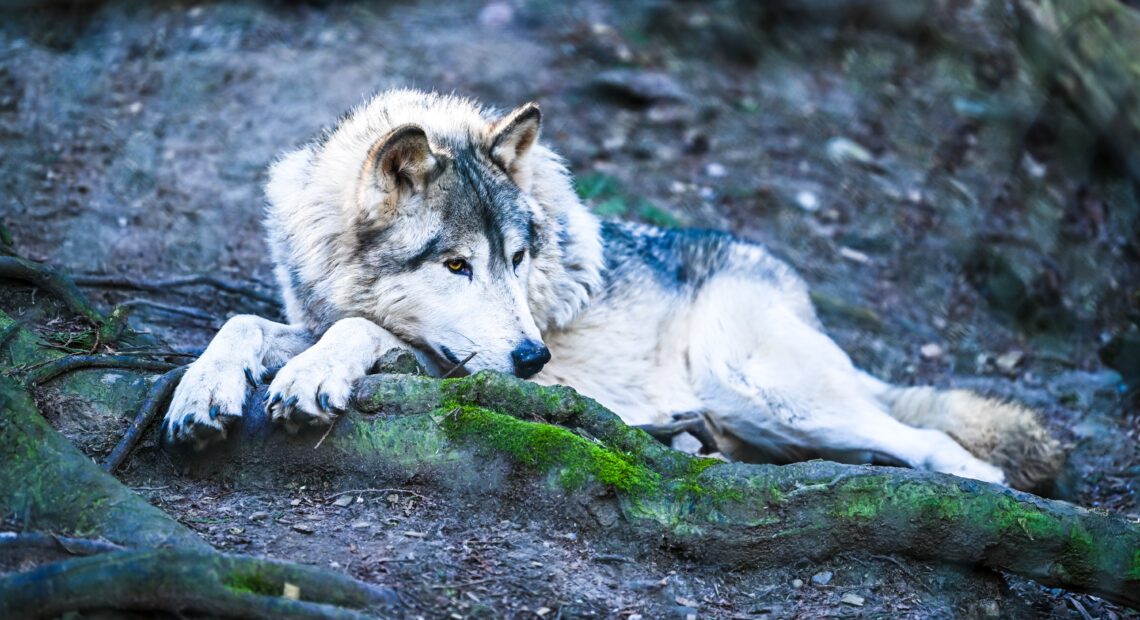 A canid or wolf-dog at the Predators of the Heart Facility in Anacortes. The organization now goes by Because We Matter Exotic Animal Rescue. (Courtesy: Debbie Sodl / Because We Matter Exotic Animal Rescue)