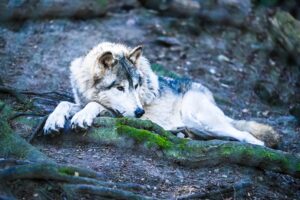 A canid or wolf-dog at the Predators of the Heart Facility in Anacortes. The organization now goes by Because We Matter Exotic Animal Rescue. (Courtesy: Debbie Sodl / Because We Matter Exotic Animal Rescue)