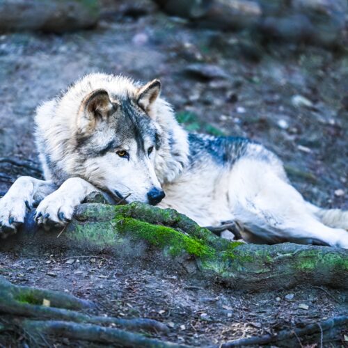 A canid or wolf-dog at the Predators of the Heart Facility in Anacortes. The organization now goes by Because We Matter Exotic Animal Rescue. (Courtesy: Debbie Sodl / Because We Matter Exotic Animal Rescue)
