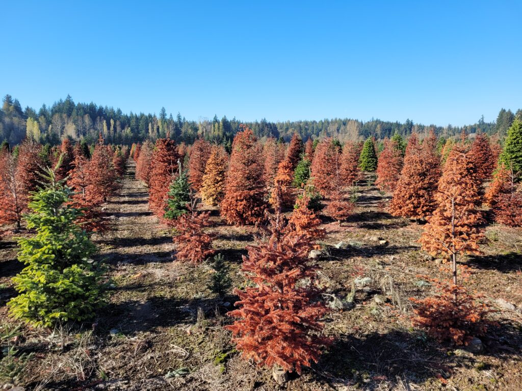 A christmas tree farm shows trees with orange needles, the trees dead from a a disease affecting fir trees in the Northwest. 