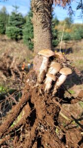 Light brown and white mushrooms sprout from the roots of a dead fir tree.