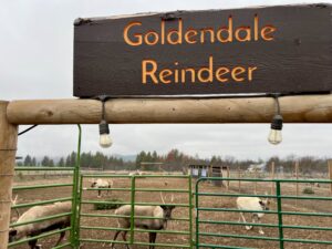 In the foreground is a brown sign with yellow letters for the Goldendale Reindeer Farm. There is also a green fence. Six tan reindeer are behind the fence in a brown pasture.