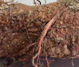 Dark colored roots cover the base of a dead Fraser fir tree. 