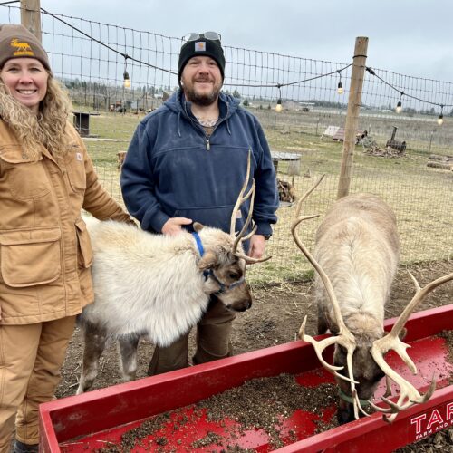 A woman in a tan jacket and pants and a man in a blue jacket and tan pants stand next to two tan reindeer. The reindeer are eating out of a red trough with brown food in it. Behind the couple is a wire fence with lights strung from the top. In the background are picnic tables.