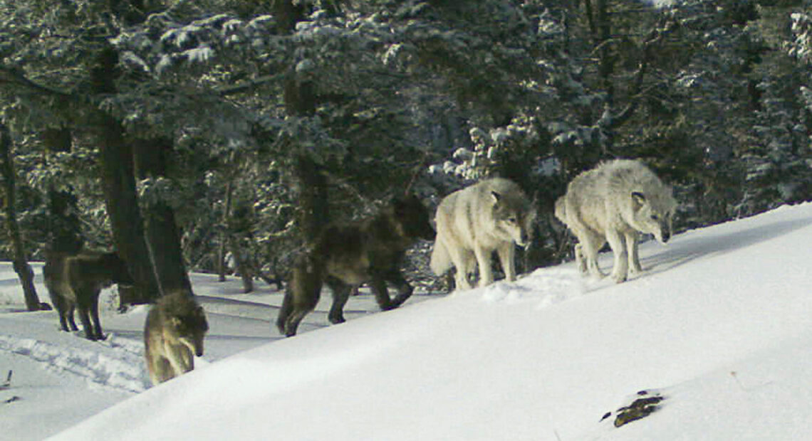 A photo from a game trail camera shows a pack of white, grey and black wolves walking across a snowy mountainside with evergreen trees behind them.