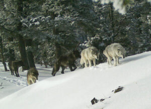 A photo from a game trail camera shows a pack of white, grey and black wolves walking across a snowy mountainside with evergreen trees behind them.