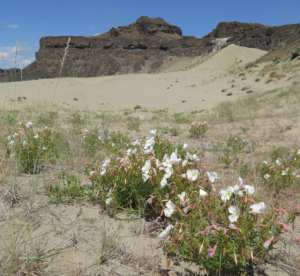 Pale evening primrose patches near Quincy, Wash. (Credit: Jeremy Chan, Courtesy Of The University Of Washington)