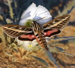 A a white-lined sphinx pollinates a pale evening primrose flower. (Credit: Ron Wolf, Courtesy Of The University Of Washington)