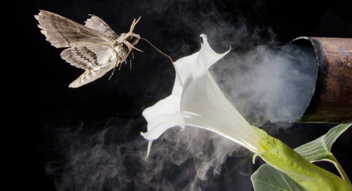 A photo illustration of a tobacco hawkmoth navigating to a flower amid air fouled by vehicle exhaust emissions. (Credit: Floris Van Breugel / Courtesy Of The University Of Washington)