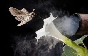 A photo illustration of a tobacco hawkmoth navigating to a flower amid air fouled by vehicle exhaust emissions. (Credit: Floris Van Breugel / Courtesy Of The University Of Washington)