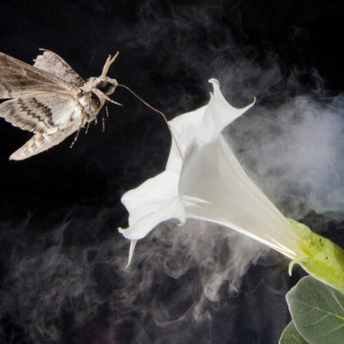 A photo illustration of a tobacco hawkmoth navigating to a flower amid air fouled by vehicle exhaust emissions. (Credit: Floris Van Breugel / Courtesy Of The University Of Washington)