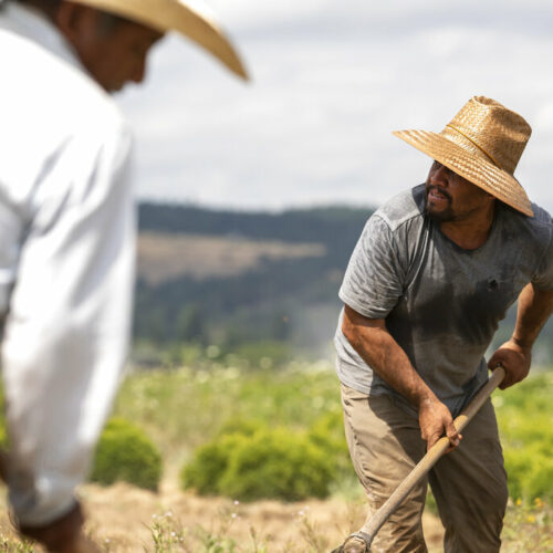 Two men work in a field