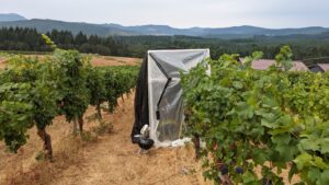 Pinot noir grapes at Oregon State University's Woodhall Vineyard undergoing smoke experiments.