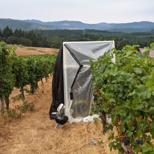 Pinot noir grapes at Oregon State University's Woodhall Vineyard undergoing smoke experiments.