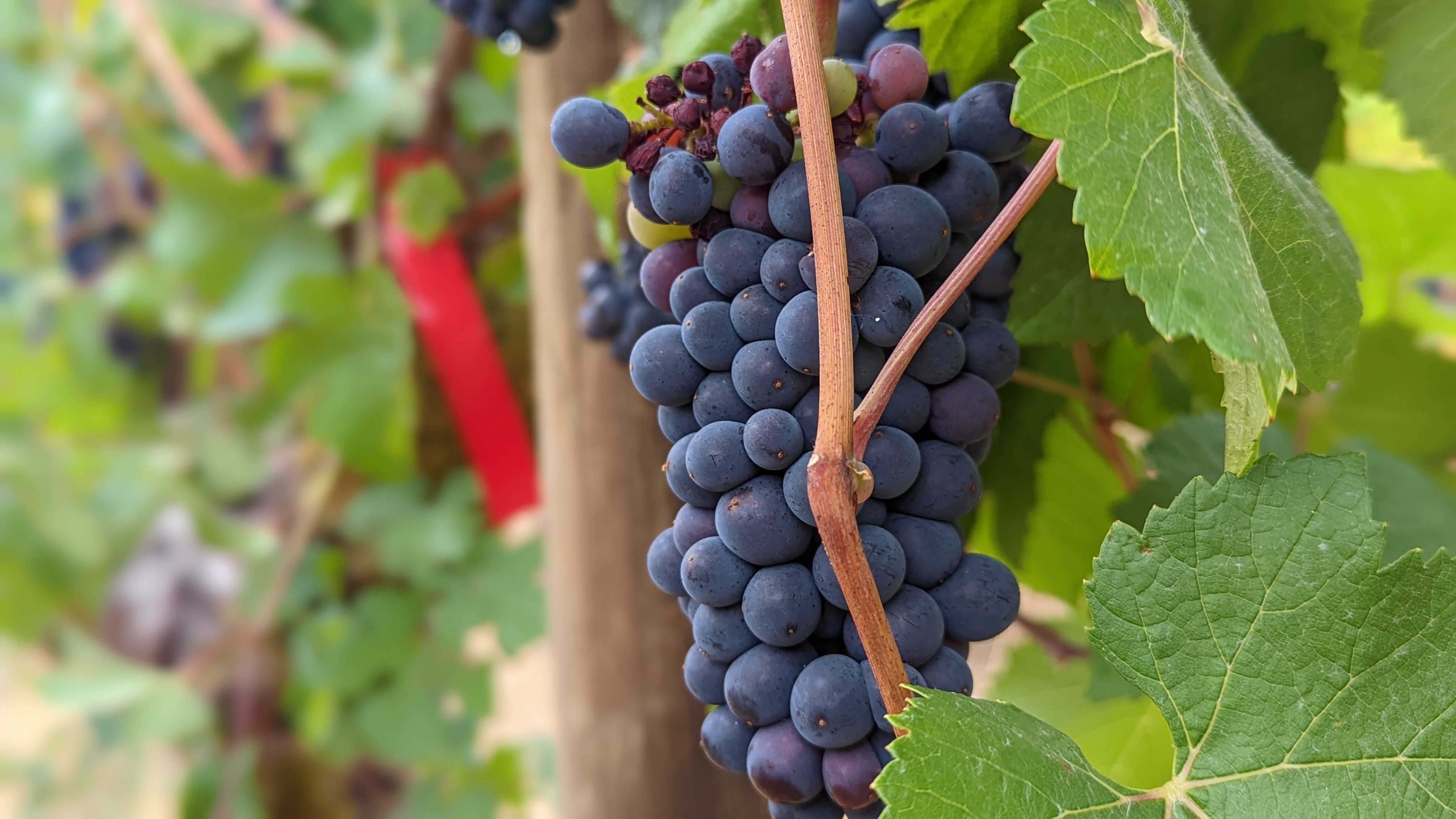 Pinot noir grapes at Oregon State University's Woodhall Vineyard. 