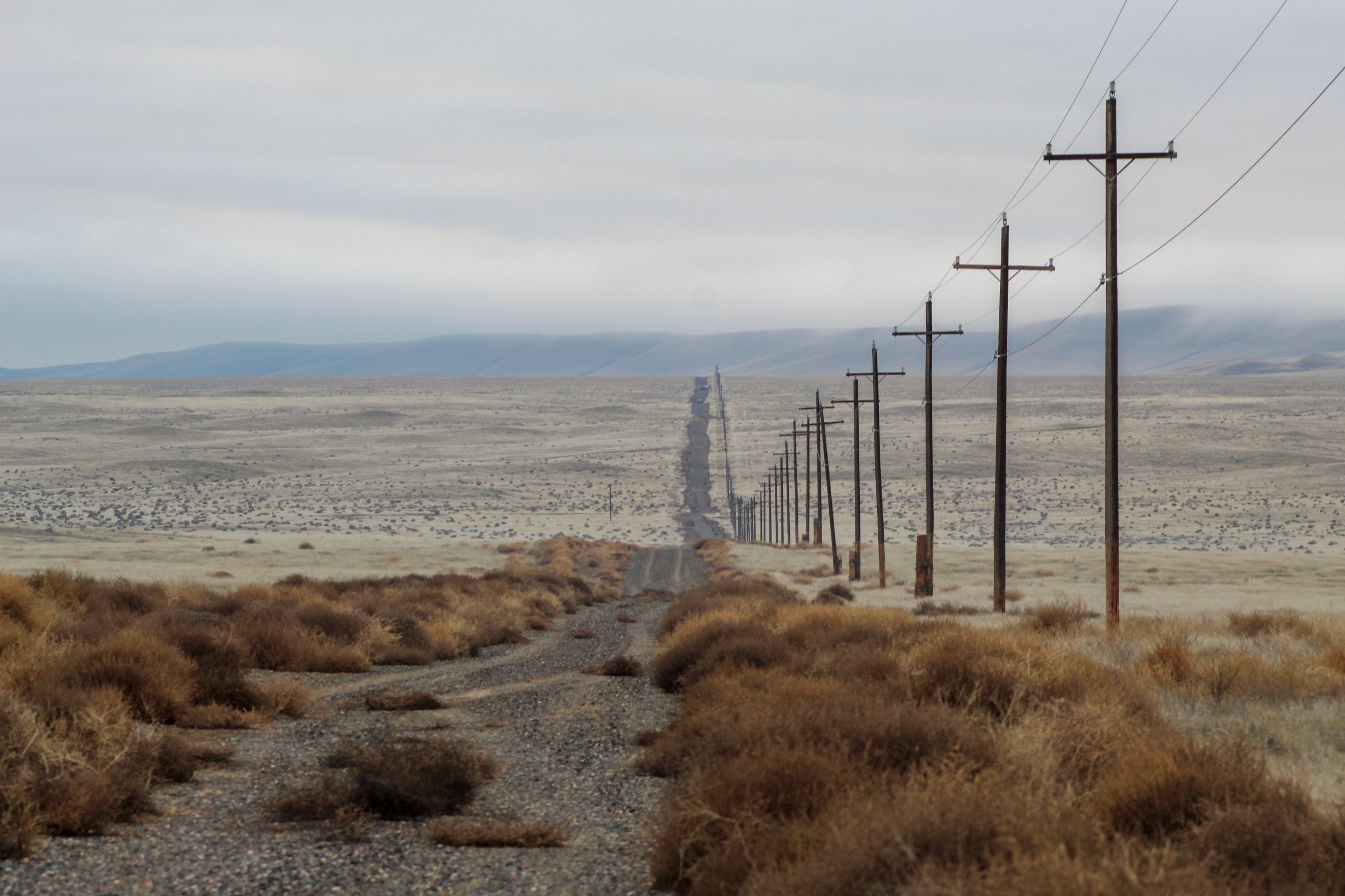 Invasive tumbleweeds grow in disturbed areas best on the Hanford Reach National Monument near Richland, Washington. 