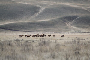 A group of elk runs from Yakama Nation hunters on the Hanford Reach National Monument in December 2023.