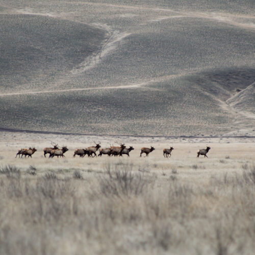 A group of elk runs from Yakama Nation hunters on the Hanford Reach National Monument in December 2023.