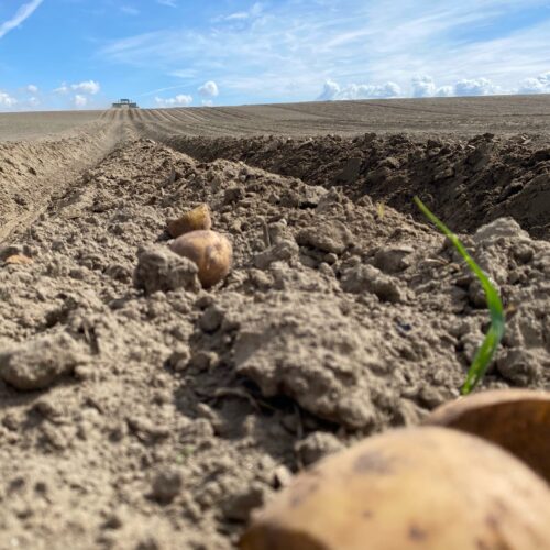 At the top of a hill, a tractor with a 17-foot wide planter plugs seed potatoes into the sandy ground at the Ice Harbor Hilltop Farm east of Burbank.