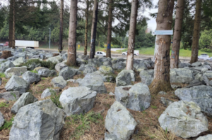 Washington officials placed large boulders to prevent people from returning to an area of a former homeless encampment along Interstate 5 near Olympia. (Credit: Jeanie Lindsay / NW News Network)