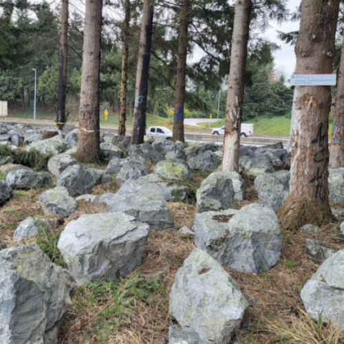 Washington officials placed large boulders to prevent people from returning to an area of a former homeless encampment along Interstate 5 near Olympia. (Credit: Jeanie Lindsay / NW News Network)