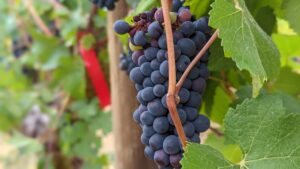 Pinot noir grapes at Oregon State University’s Woodhall Vineyard.