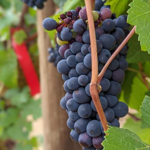Pinot noir grapes at Oregon State University’s Woodhall Vineyard.