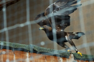 A juvenile golden eagle rehabilitated by Washington State University wildlife veterinarians takes flight, Thursday, Jan. 25, 2024, after being released into an aviary operated by the Confederated Tribes and Bands of the Yakama Nation on the Yakama Indian Reservation in Washington State. (Ted S. Warren, College of Veterinary Medicine, Washington State University)