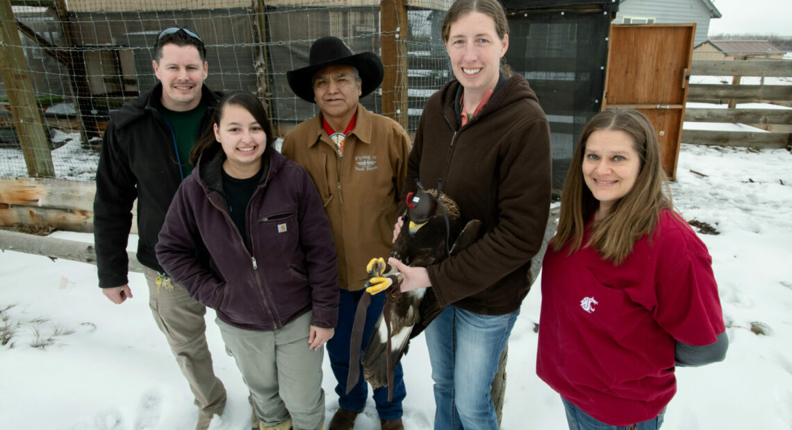 Yakama Nation aviary biologists Michael Beckler (left) and Alyssa Woodward pose for a photo with Yakama Nation Tribal Council member Terry Heemsah (center) as Washington State University wildlife veterinarian Dr. Marcie Logsdon holds a juvenile golden eagle rehabilitated at WSU’s College of Veterinary Medicine next to WSU veterinary technician Alexis Adams (right) on Thursday, Jan. 25, 2024, before the eagle was released into the tribe's aviary. (Credit: Ted S. Warren, College of Veterinary Medicine, Washington State University)