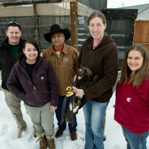 Yakama Nation aviary biologists Michael Beckler (left) and Alyssa Woodward pose for a photo with Yakama Nation Tribal Council member Terry Heemsah (center) as Washington State University wildlife veterinarian Dr. Marcie Logsdon holds a juvenile golden eagle rehabilitated at WSU’s College of Veterinary Medicine next to WSU veterinary technician Alexis Adams (right) on Thursday, Jan. 25, 2024, before the eagle was released into the tribe's aviary. (Credit: Ted S. Warren, College of Veterinary Medicine, Washington State University)