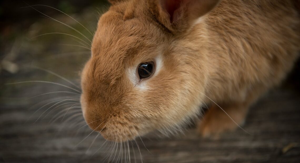 A photo shows a close up of a golden rabbit's face and he stands on grey wood.