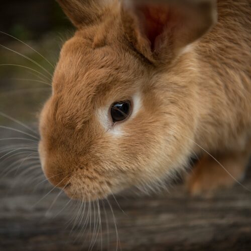 A photo shows a close up of a golden rabbit's face and he stands on grey wood.