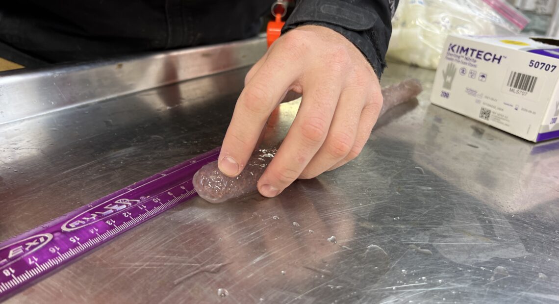 Scientist Kris Bauer measures a pyrosome that was caught in a net aboard the Bell M. Shimada in May 2022. (Credit: Courtney Flatt, Northwest News Network)