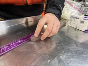 Scientist Kris Bauer measures a pyrosome that was caught in a net aboard the Bell M. Shimada in May 2022. (Credit: Courtney Flatt, Northwest News Network)