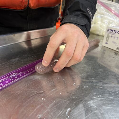 Scientist Kris Bauer measures a pyrosome that was caught in a net aboard the Bell M. Shimada in May 2022. (Credit: Courtney Flatt, Northwest News Network)