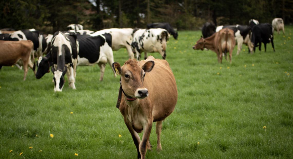 Barley, a Jersey cow, and some of her herdmates on pasture last spring at Steensma Dairy & Creamery.
