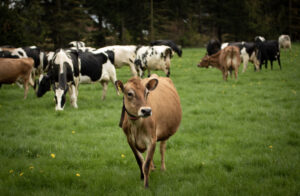 Barley, a Jersey cow, and some of her herdmates on pasture last spring at Steensma Dairy & Creamery.